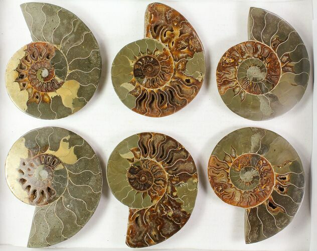 Lot: - Cut Ammonite Pairs (Grade B/C) - Pairs #77328